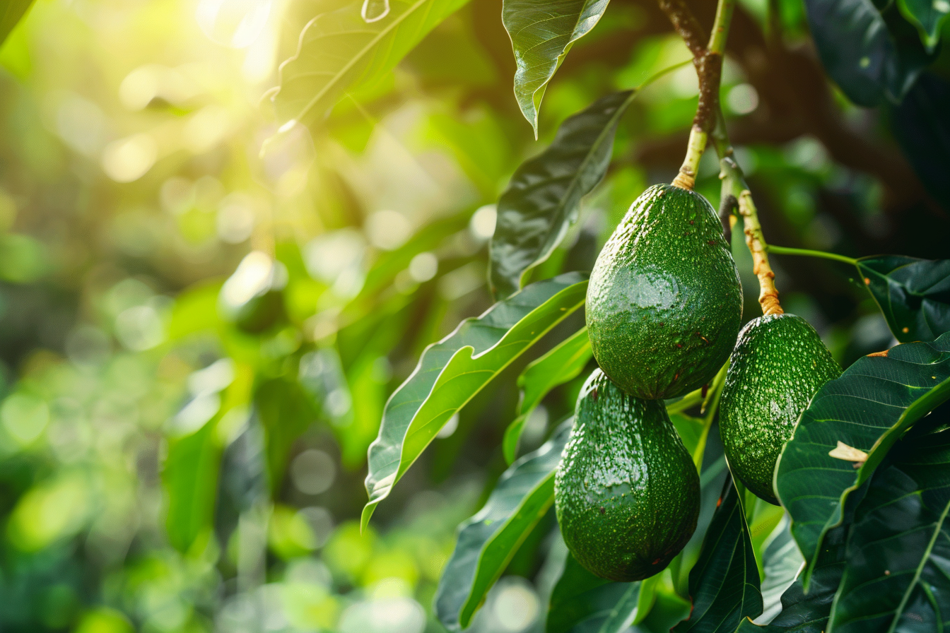 Image gratuite Avocats sur un arbre 2