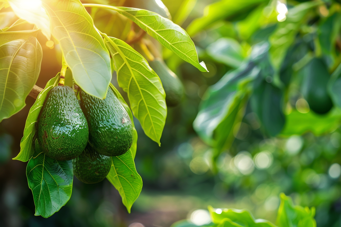 Image gratuite Avocats sur un arbre 3