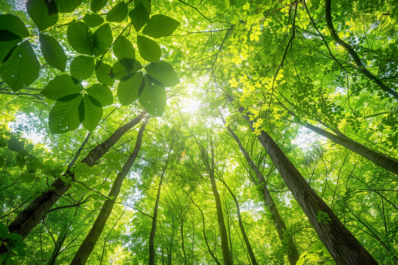 Image gratuite Canopée forestière ensoleillée 1