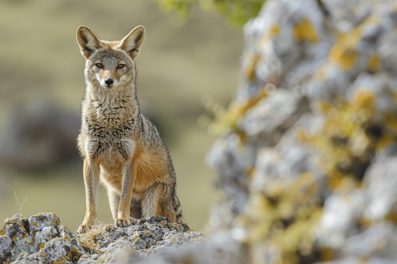 Image gratuite Chacal perché sur éperon rocheux 1
