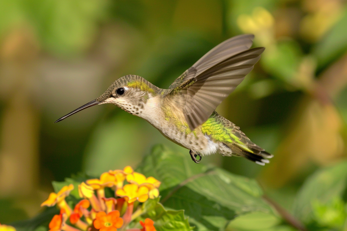 Image gratuite Colibri dégustant le nectar d&rsquo;une fleur 3