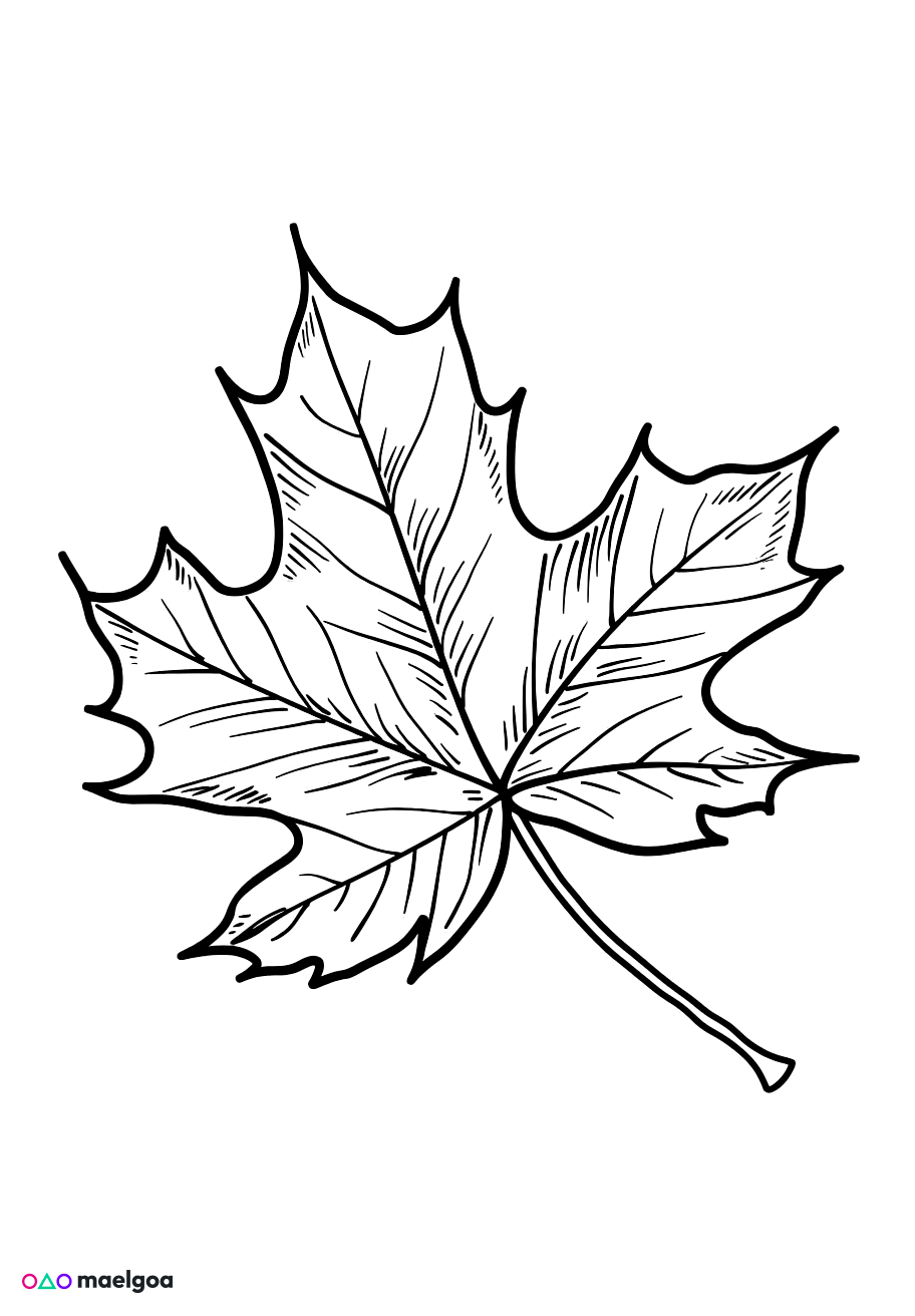 Image gratuite Coloriage feuille d&rsquo;érable 3