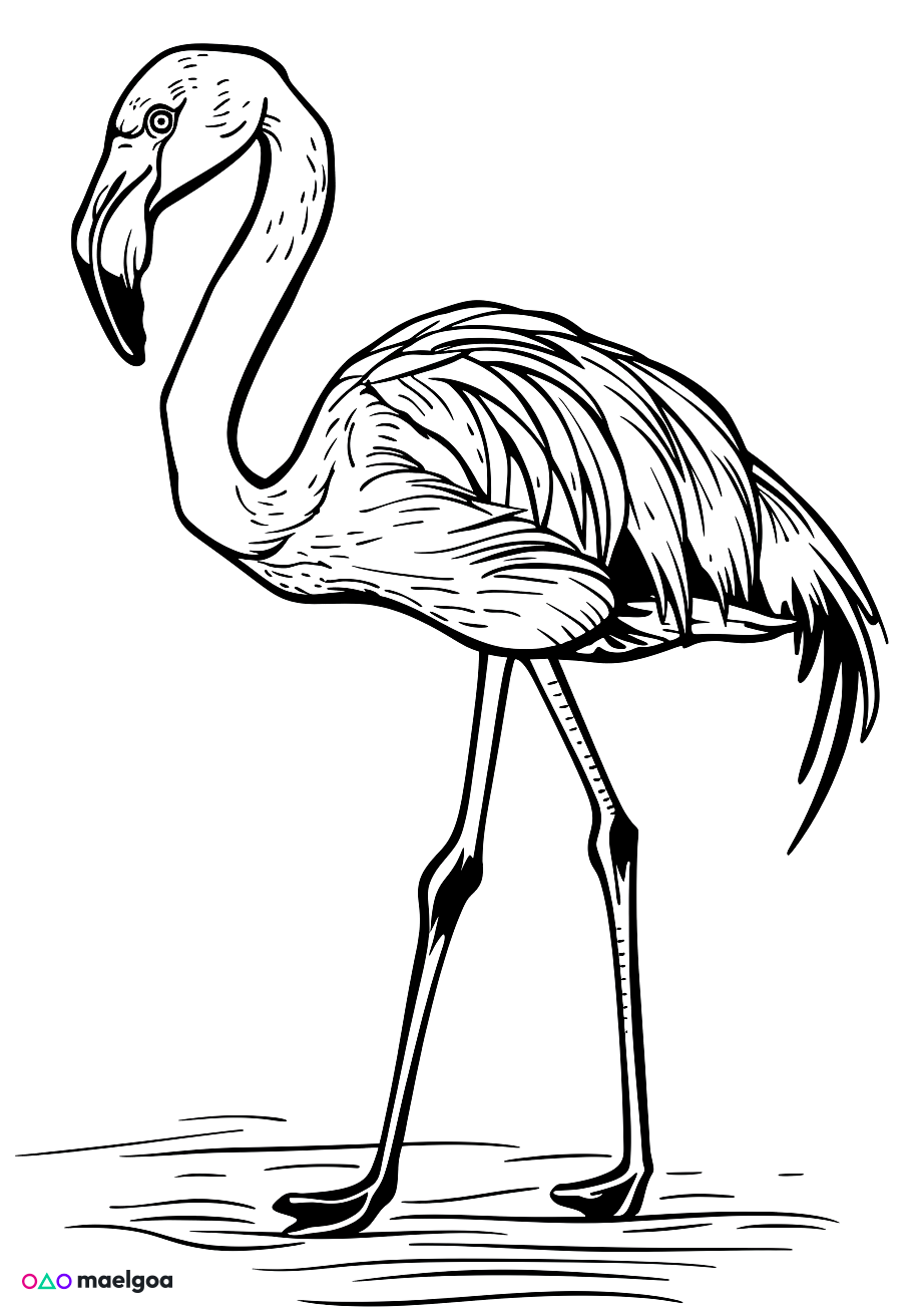 Image gratuite Coloriage flamant rose 5