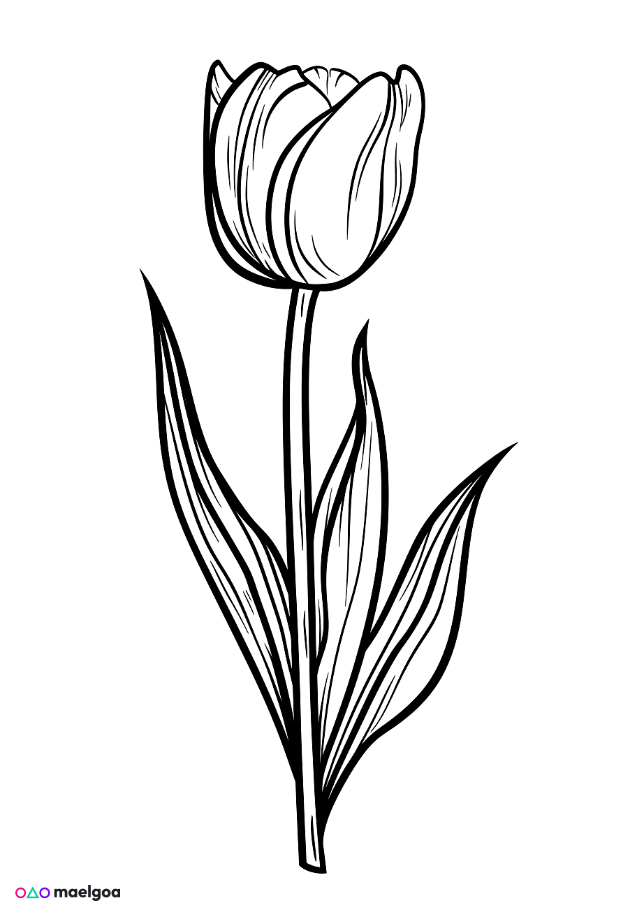 Image gratuite Coloriage tulipe 1