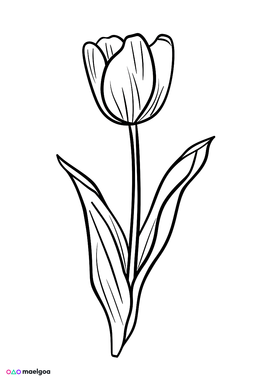 Image gratuite Coloriage tulipe 2