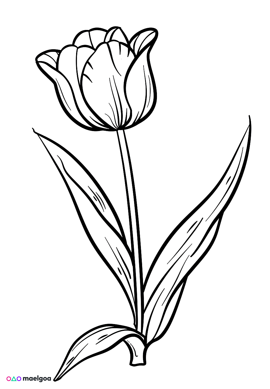 Image gratuite Coloriage tulipe 3