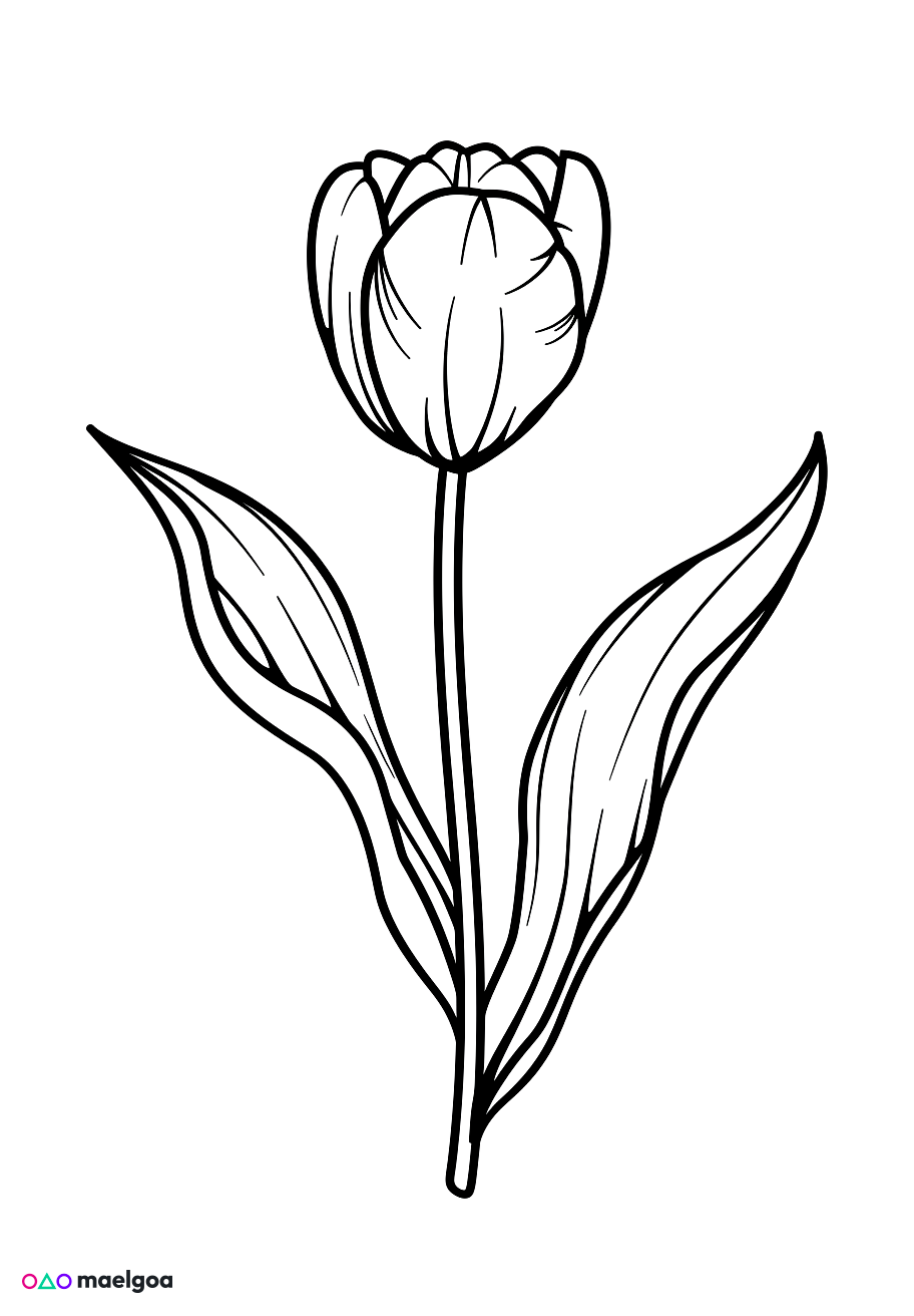 Image gratuite Coloriage tulipe 4
