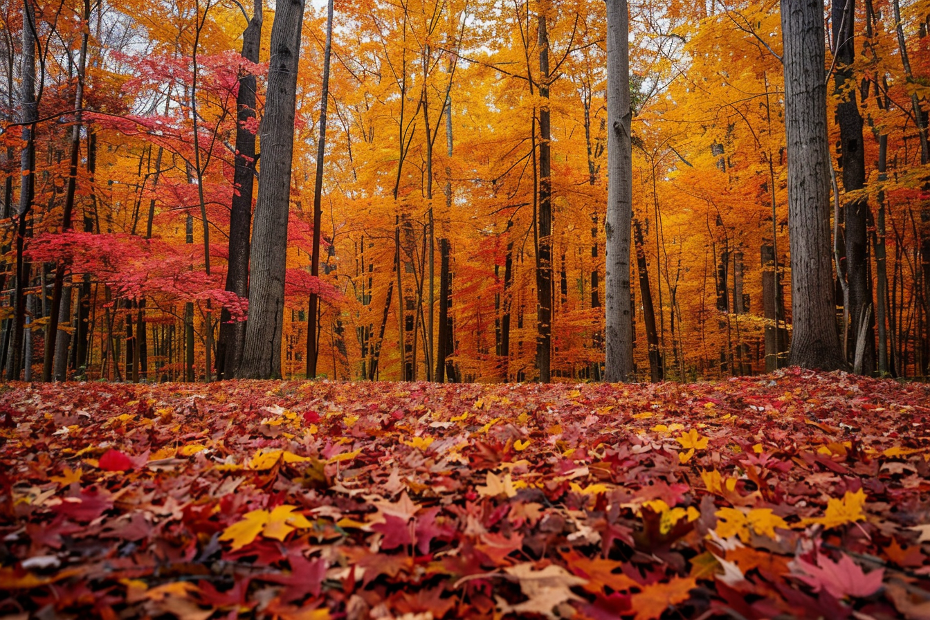 Image gratuite Forêt automnale aux couleurs vives 1