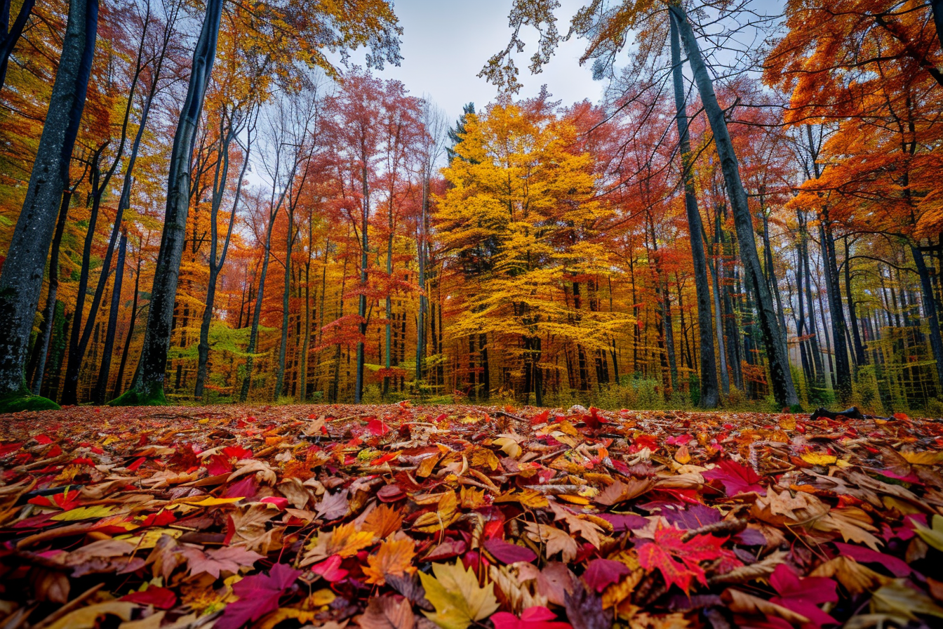 Image gratuite Forêt automnale aux couleurs vives 3