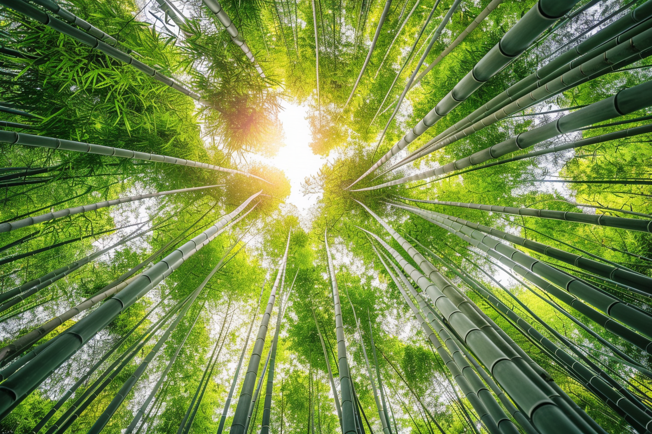 Image gratuite Forêt de bambous sereine 1
