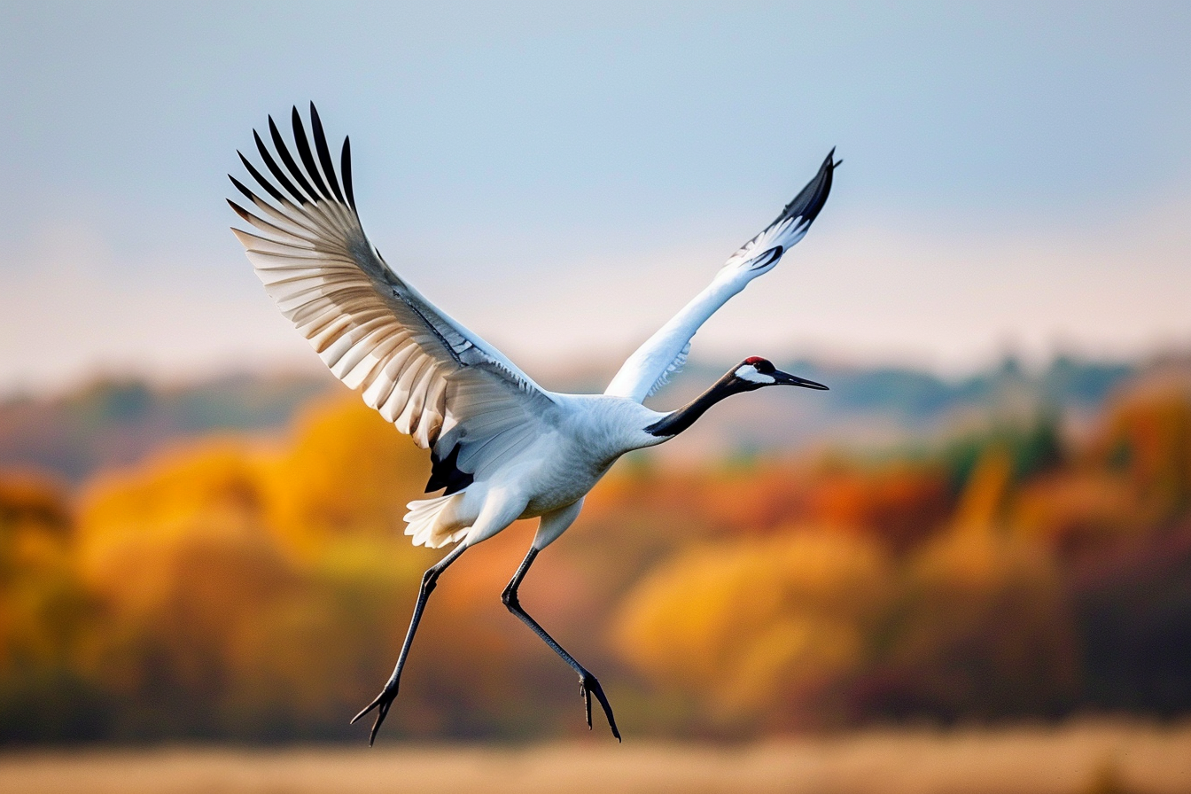Image gratuite Grue en plein vol au-dessus du paysage 2