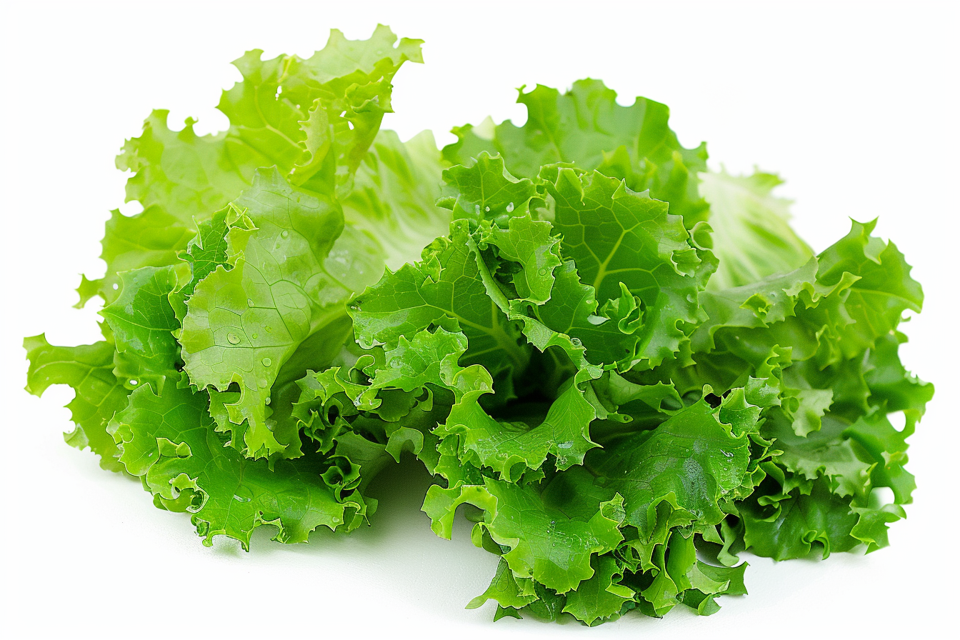 Image gratuite Laitue sur fond blanc 1