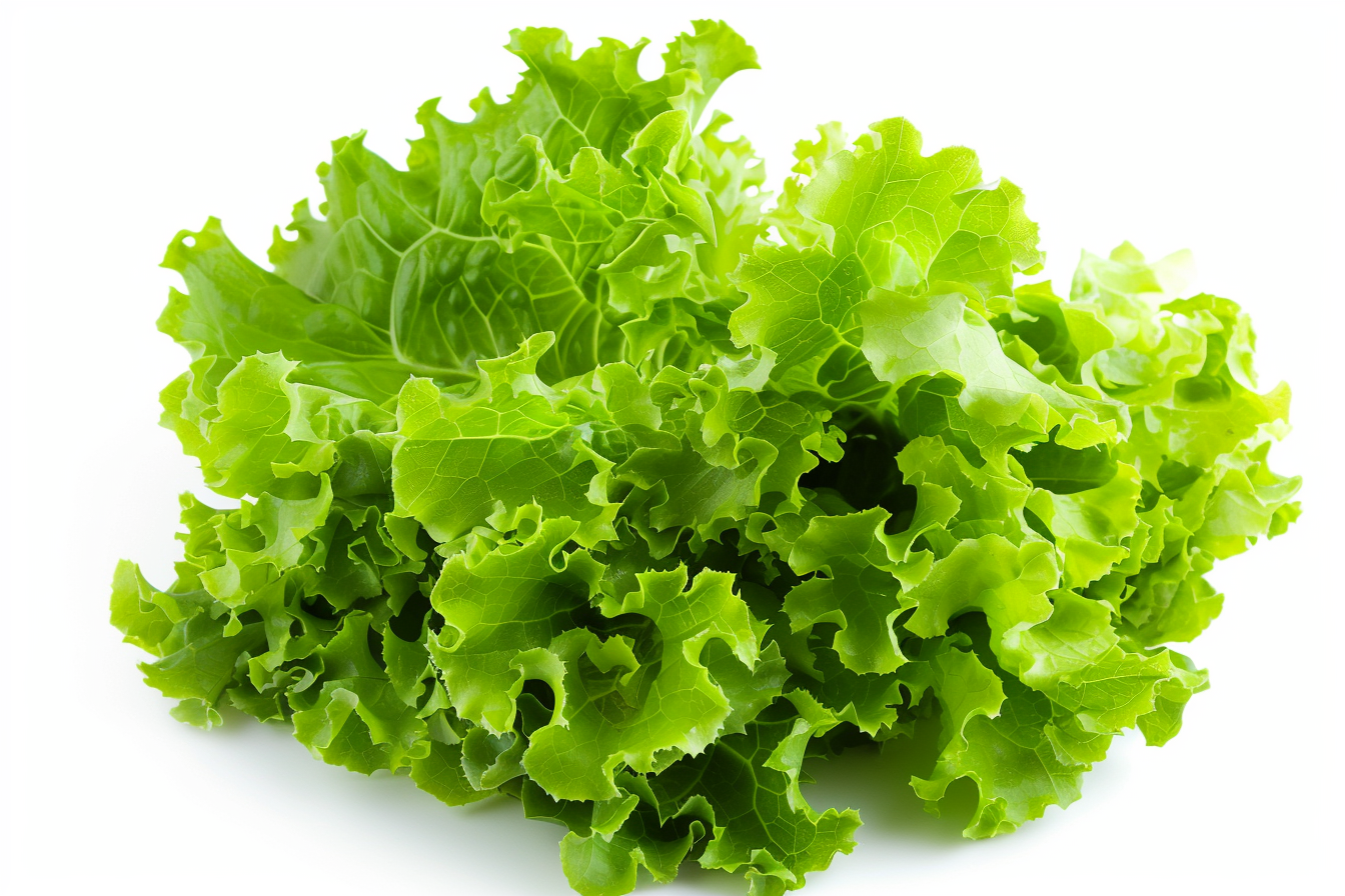 Image gratuite Laitue sur fond blanc 2
