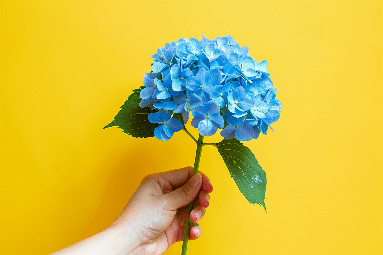 Image gratuite Main tenant hortensia bleue 1