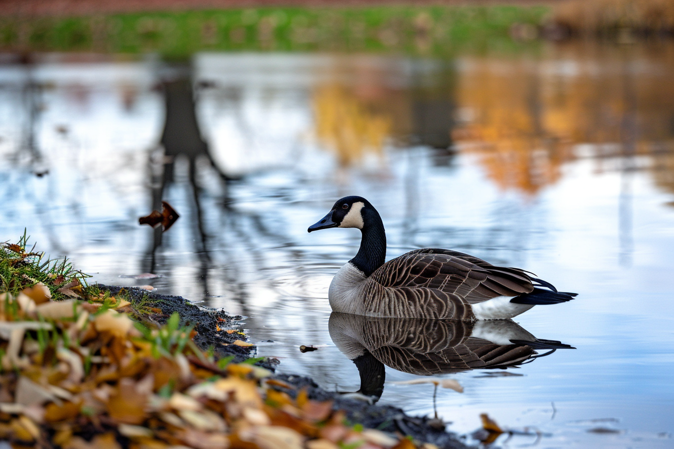 Image gratuite Oie au bord de la rivière 2
