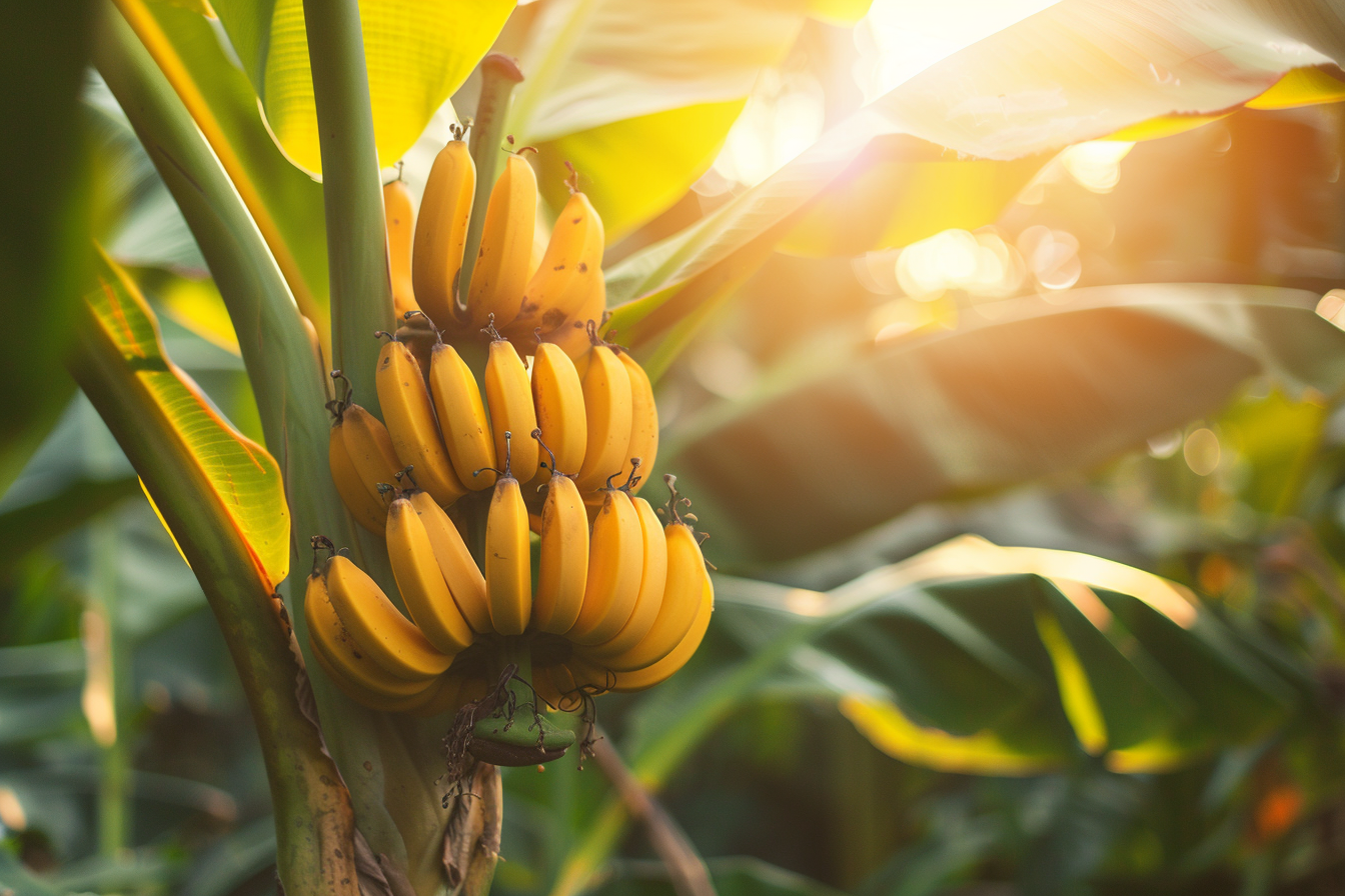 Image gratuite Plant de bananier dans un jardin tropical 3