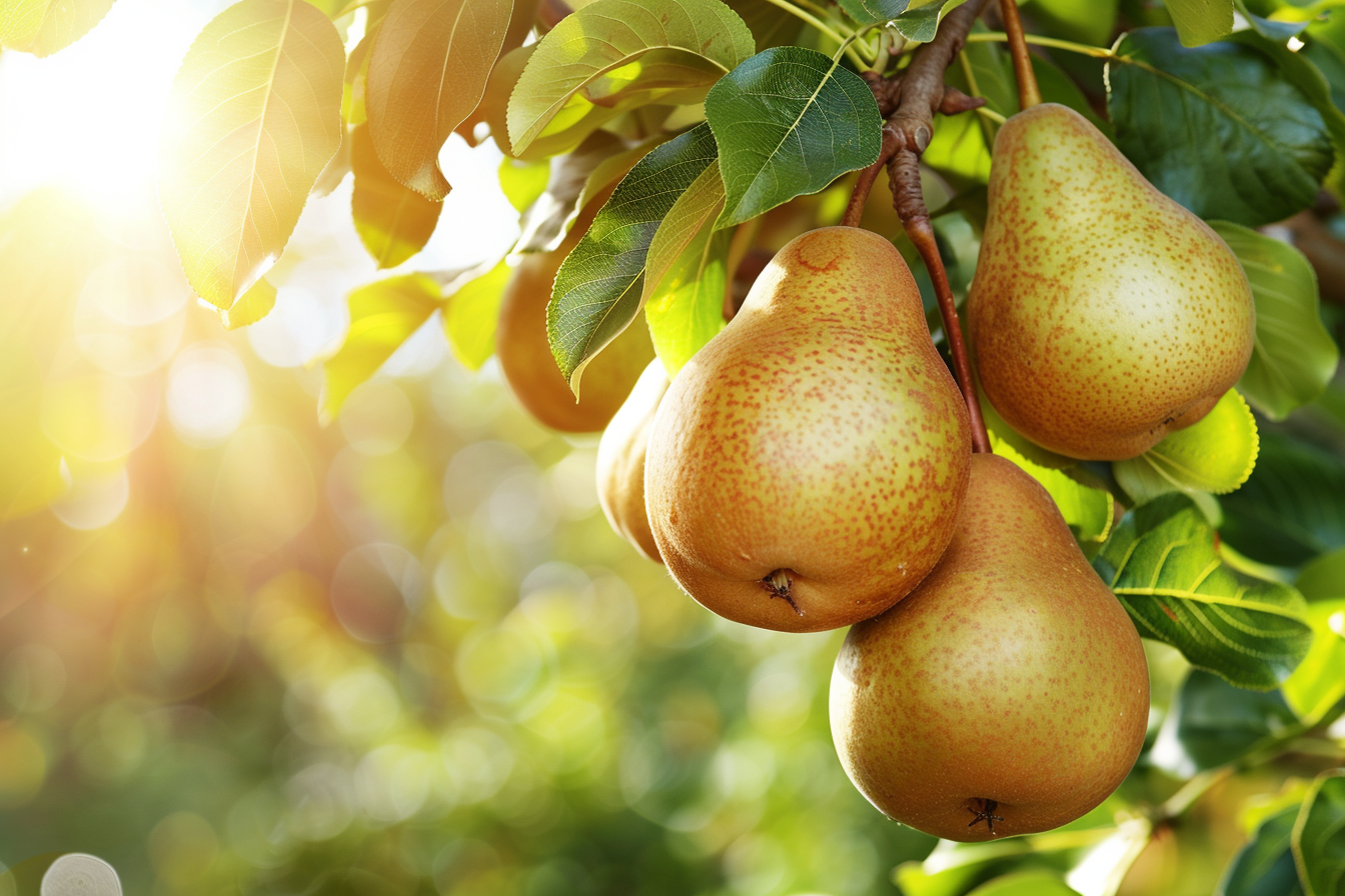 Image gratuite Poires dans un verger ensoleillé 5