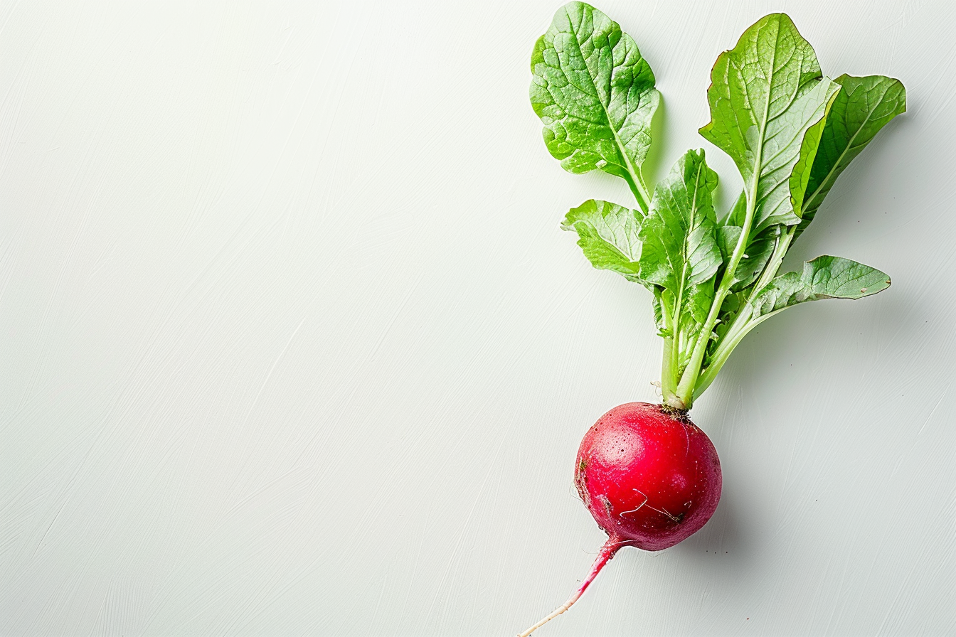 Image gratuite Radis sur fond blanc 1