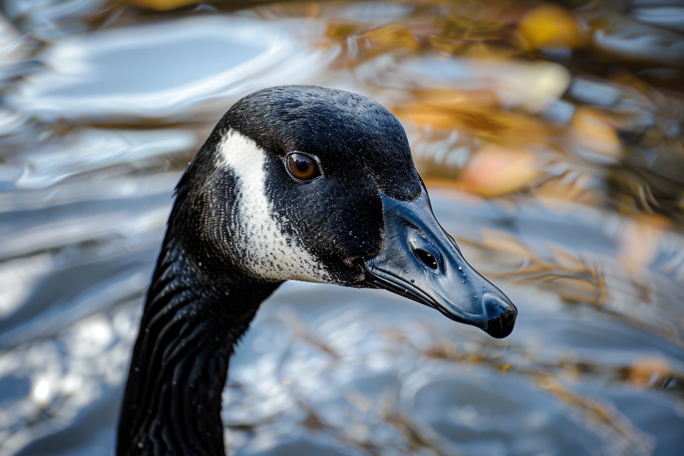 Image gratuite Yeux perçants d&rsquo;une oie sauvage 1